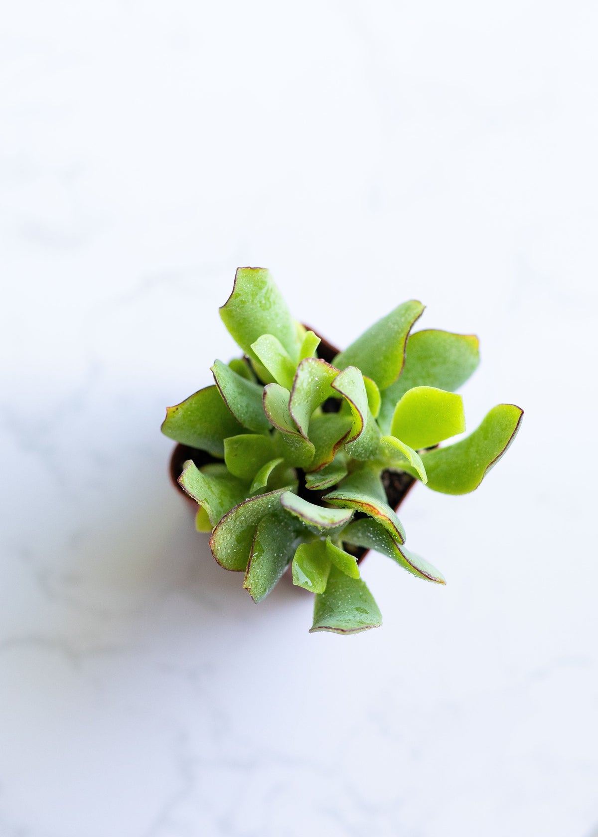 Live Curly Jade | Crassula Ovata Undulata | Crassula Curly | Ripple Jade