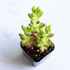 Live Succulent Jelly Bean Succulent | Sedum Rubrotinctum | Sedum Jelly Bean | Pork and Beans Succulent