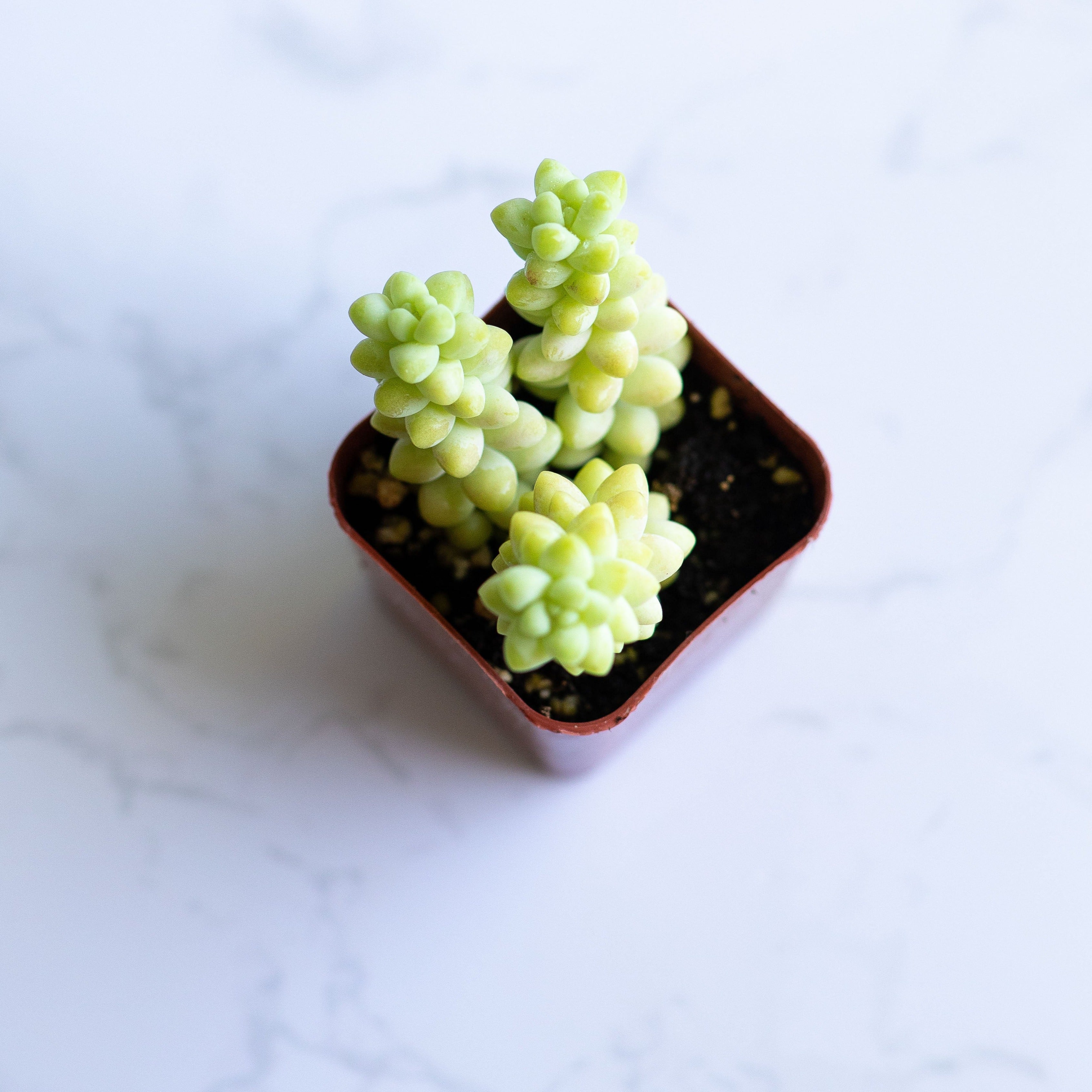 Burro's Tail | Sedum Burrito | Sedum Morganianum | Succulent | Hanging Plant | Live Plant home decoration