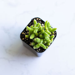 Succulents Crassula Mesembryanthemoides | Live Succulent