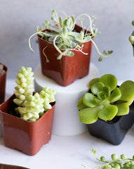 Live Succulent Varieties | Mystery Succulent Pack | Assorted 2'' Potted Succulent