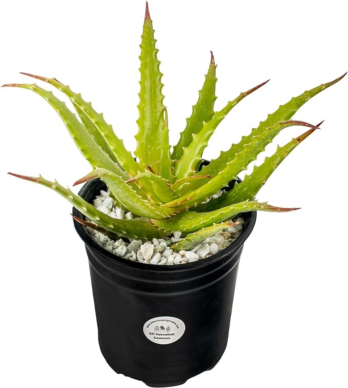 Aloe Vera Chinensis