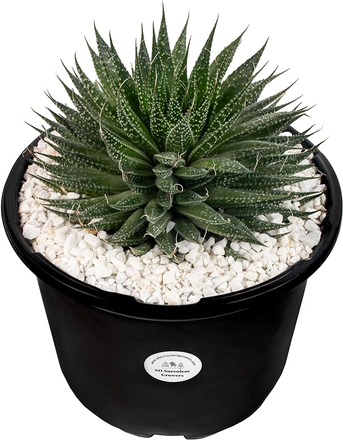 Affordable Lace Aloe Plant | Aristaloe Arista Succulent