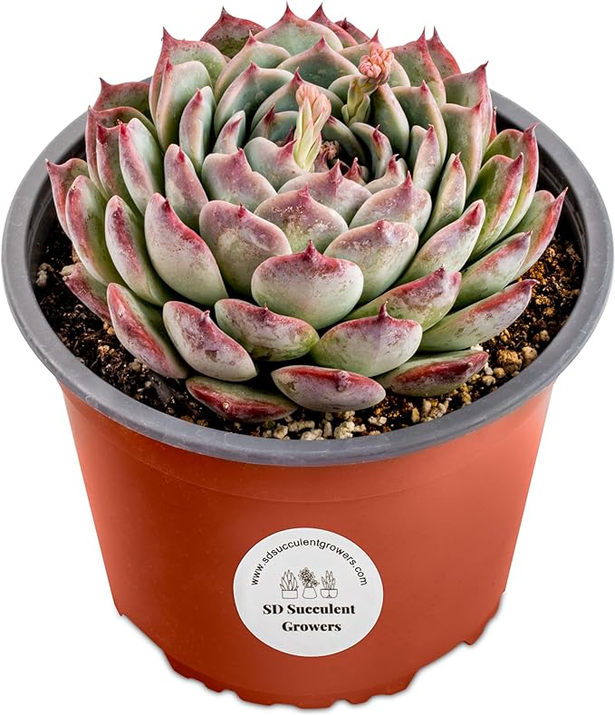 Echeveria chihuahuaensis 'Cat's Claw' - 6" Pot