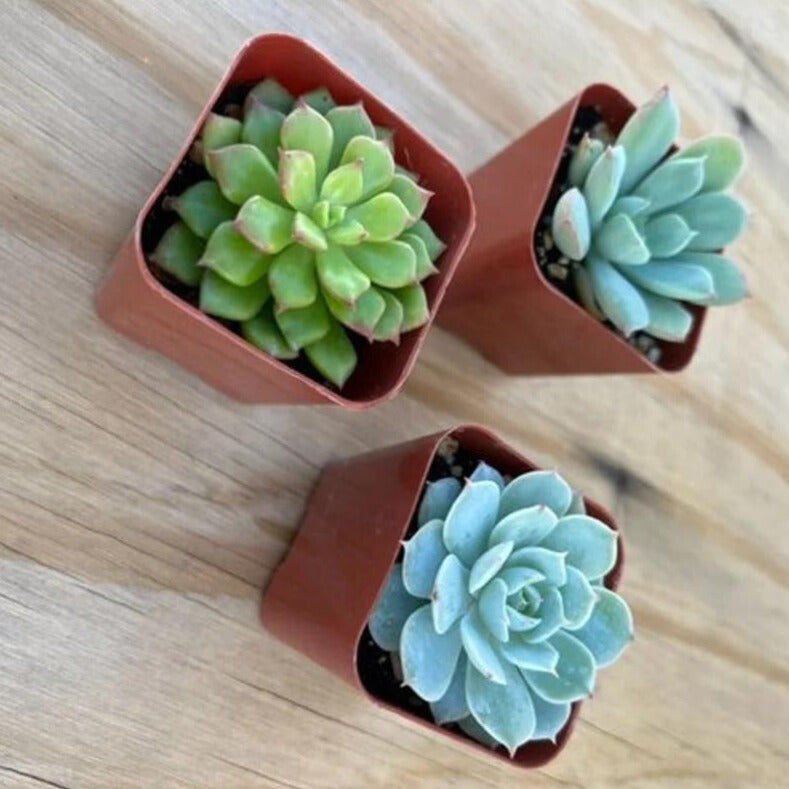 Live Succulent Varieties | Mystery Succulent Pack | Assorted 2'' Potted Succulent