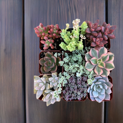 Live Succulent Varieties | Mystery Succulent Pack | Assorted 2'' Potted Succulent