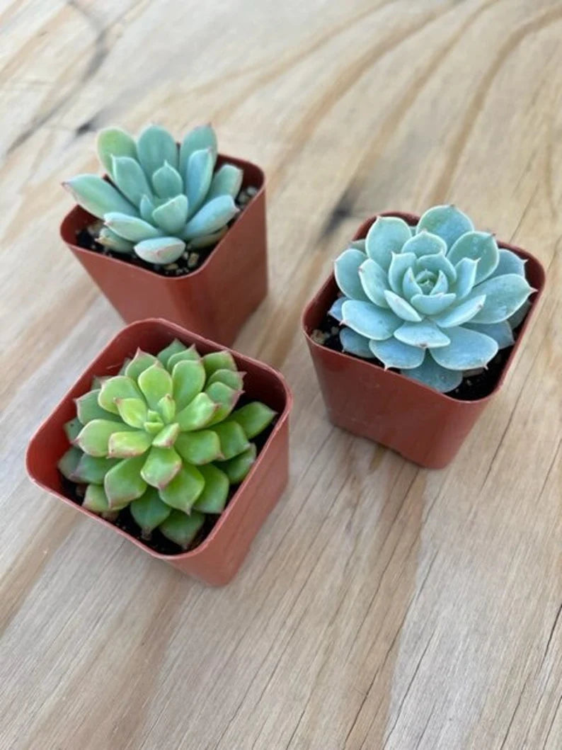 Live Succulent Varieties | Mystery Succulent Pack | Assorted 2'' Potted Succulent