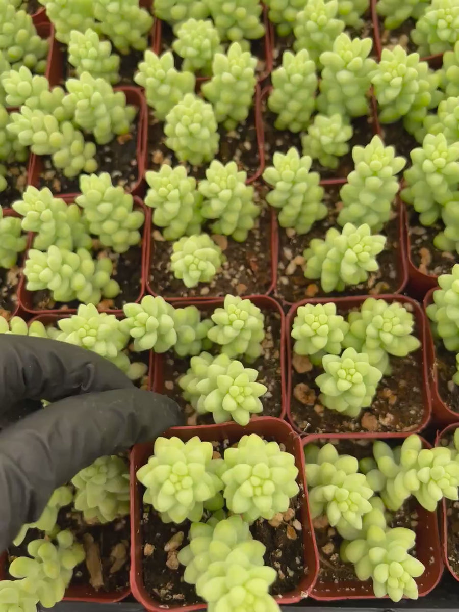 Donkey's Tail | Burro's Tail | Sedum Burrito | Sedum Morganianum | Succulent | Hanging Plant