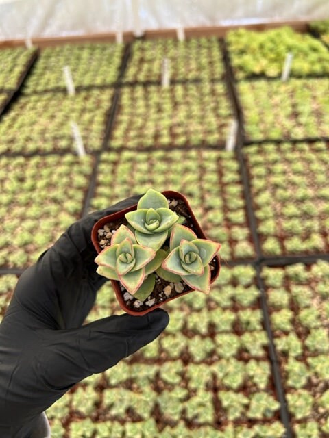 String of Buttons | Crassula Perforata | Necklace Vine | Stacked Crassula | Pagoda Plant