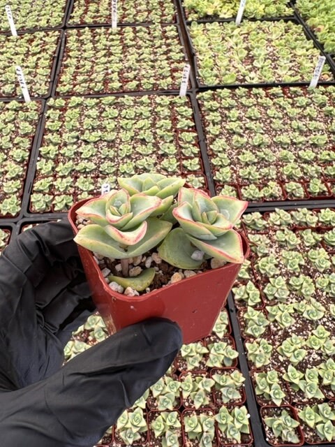 String of Buttons | Crassula Perforata | Necklace Vine | Stacked Crassula | Pagoda Plant