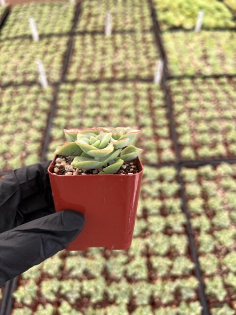 String of Buttons | Crassula Perforata | Necklace Vine | Stacked Crassula | Pagoda Plant