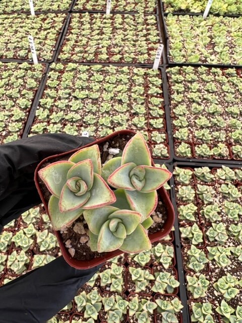 String of Buttons | Crassula Perforata | Necklace Vine | Stacked Crassula | Pagoda Plant