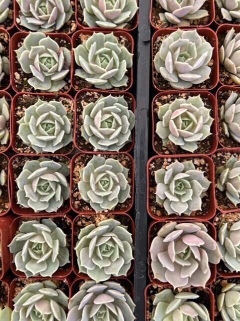 Echeveria Lola | Lola Succulent | Mexican Hens and Chicks