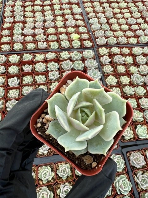 Echeveria Lola | Lola Succulent | Mexican Hens and Chicks