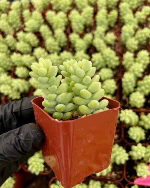 Donkey's Tail | Burro's Tail | Sedum Burrito | Sedum Morganianum | Succulent | Hanging Plant