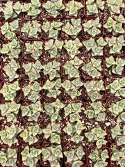 String of Buttons | Crassula Perforata | Necklace Vine | Stacked Crassula | Pagoda Plant