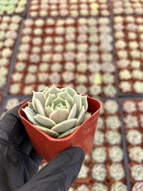 Echeveria Lola | Lola Succulent | Mexican Hens and Chicks