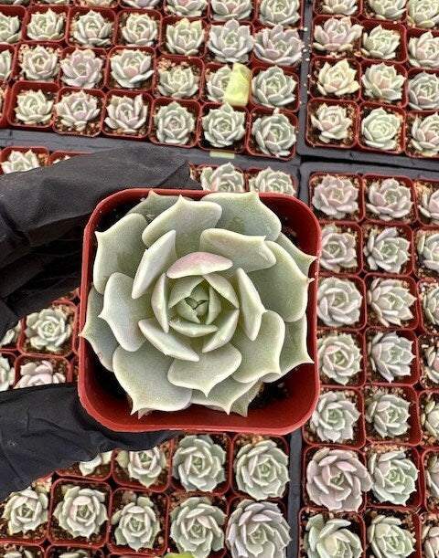 Echeveria Lola | Lola Succulent | Mexican Hens and Chicks