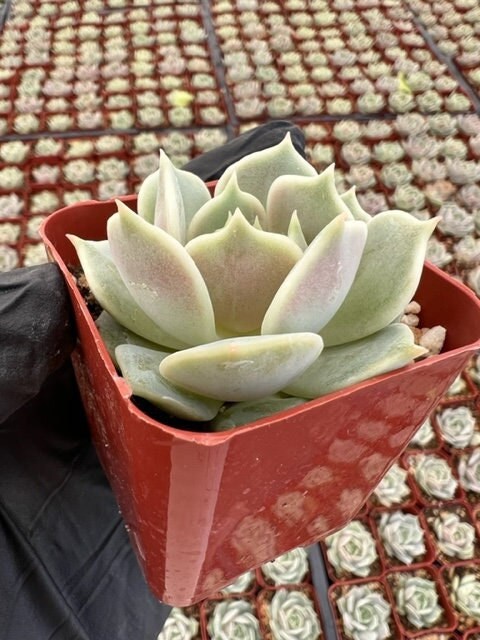 Echeveria Lola | Lola Succulent | Mexican Hens and Chicks