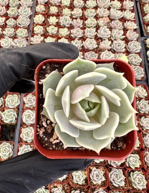 Echeveria Lola | Lola Succulent | Mexican Hens and Chicks