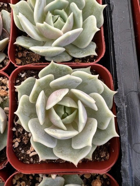 Echeveria Lola | Lola Succulent | Mexican Hens and Chicks