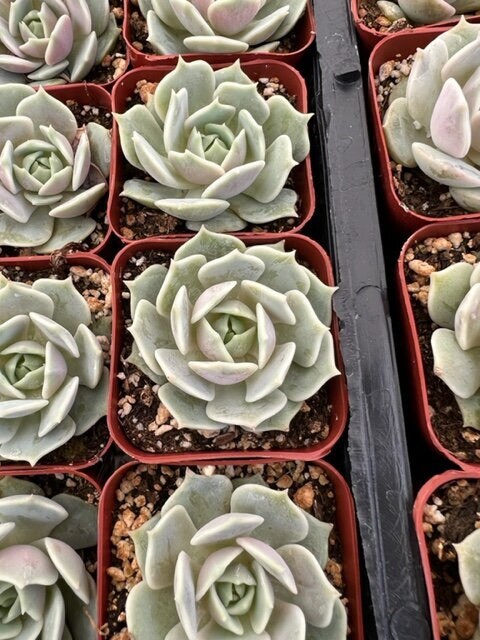 Echeveria Lola | Lola Succulent | Mexican Hens and Chicks