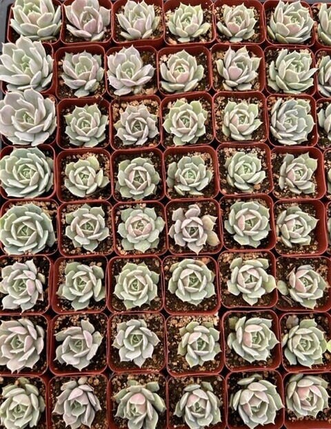 Echeveria Lola | Lola Succulent | Mexican Hens and Chicks