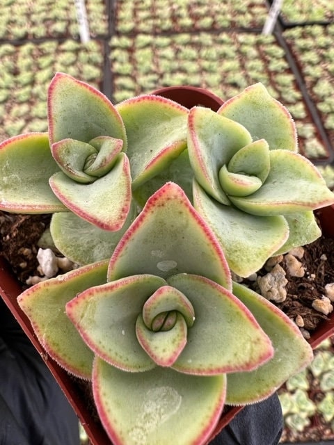 String of Buttons | Crassula Perforata | Necklace Vine | Stacked Crassula | Pagoda Plant