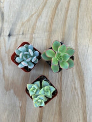 3 Succulent Varieties | Mystery Succulent Pack | Assorted 2'' Potted Succulent