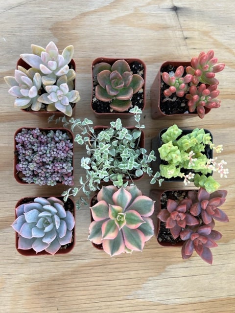 9 Succulent Varieties | Mystery Succulent Pack | Assorted 2'' Potted Succulent