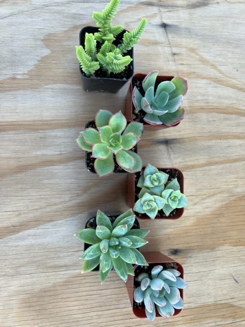 6 Succulent Varieties | Mystery Succulent Pack | Assorted 2'' Potted Succulent