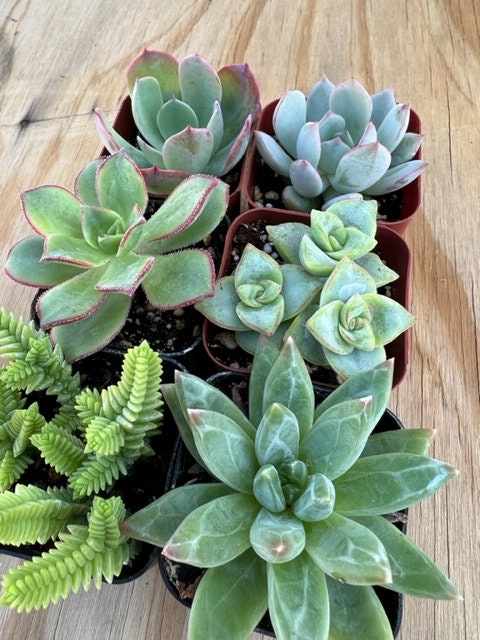 6 Succulent Varieties | Mystery Succulent Pack | Assorted 2'' Potted Succulent