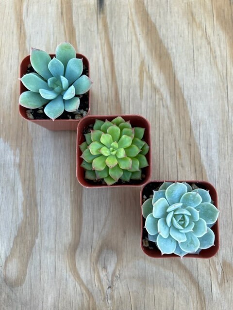 3 Succulent Varieties | Mystery Succulent Pack | Assorted 2'' Potted Succulent