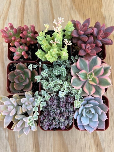 9 Succulent Varieties | Mystery Succulent Pack | Assorted 2'' Potted Succulent