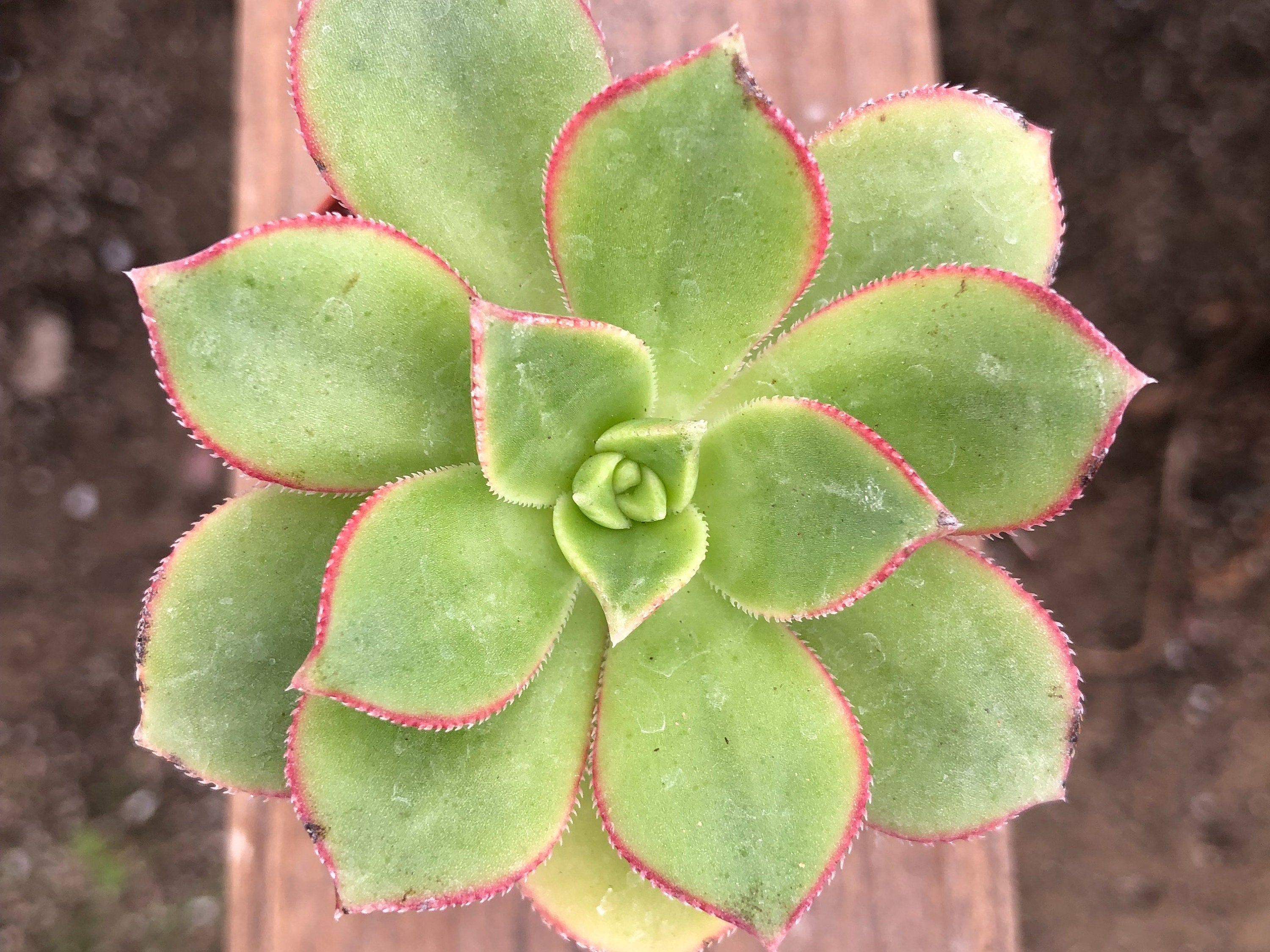 Aeonium haworthii | Haworth’s Aeonium | Pinwheel Plant | Aeonium Kiwi