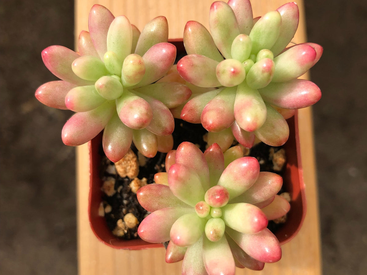 Jelly Bean Succulent | Sedum Rubrotinctum | Sedum Jelly Bean | Pork and Beans Succulent