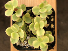 Elephant Bush Succulent | Dwarf Jade Plant | Portulacaria afra | Miniature Jade