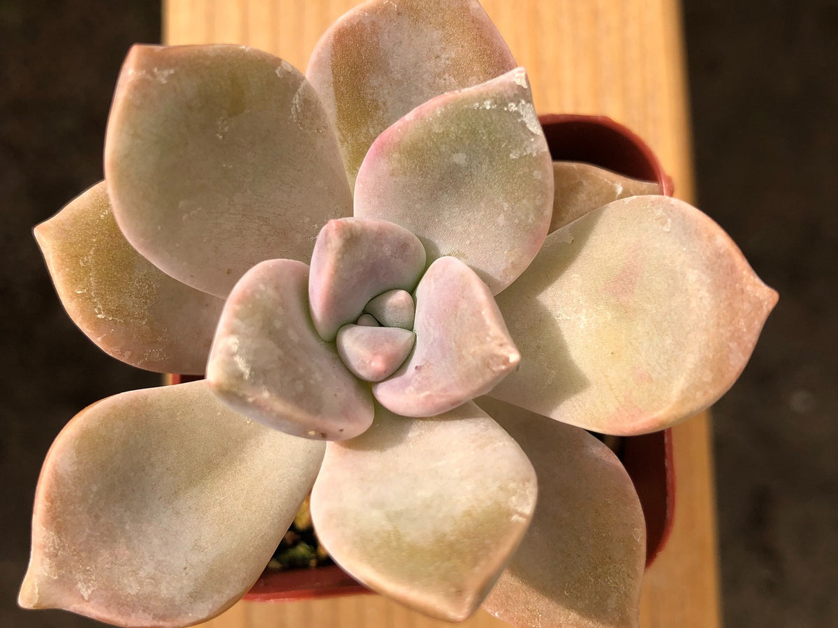 Graptopetalum 'Superbum' | Beautiful Graptopetalum