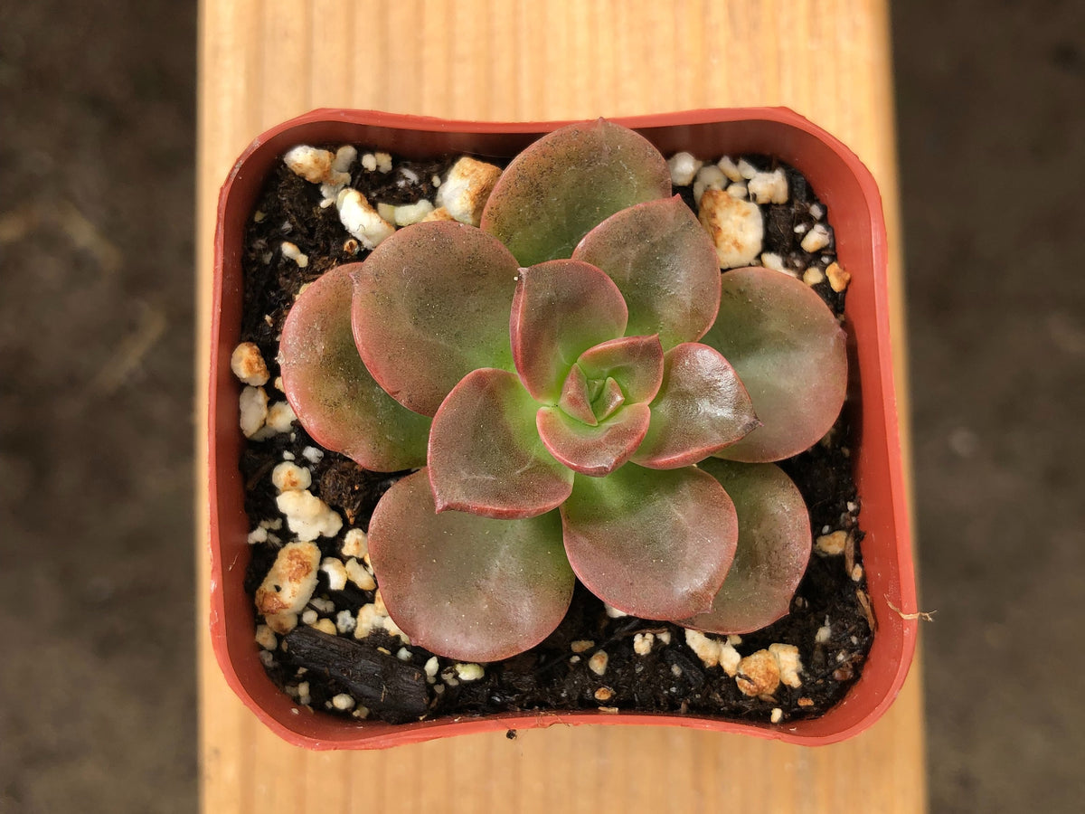 Black Prince | Black Prince Echeveria