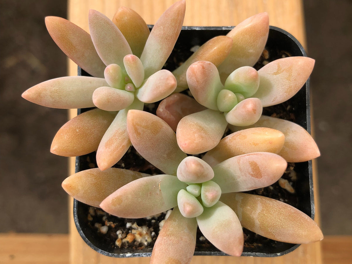 Graptosedum 'Francesco Baldi' | Darley Sunshine | Blue Pearl