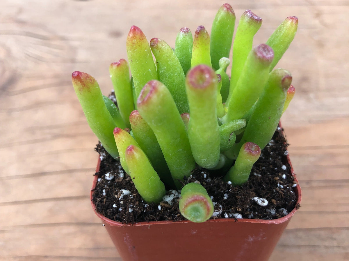 ET's Fingers | Gollum Jade | Crassula Ovata | Money Plant