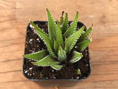 Zebra Plant | Haworthia Fasciata