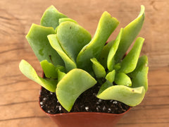 Curly Jade | Crassula Ovata Undulata | Crassula Curly | Ripple Jade