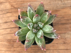 Little Jewel Succulent | Pachyphytum Compactum | Pachyveria Glauca