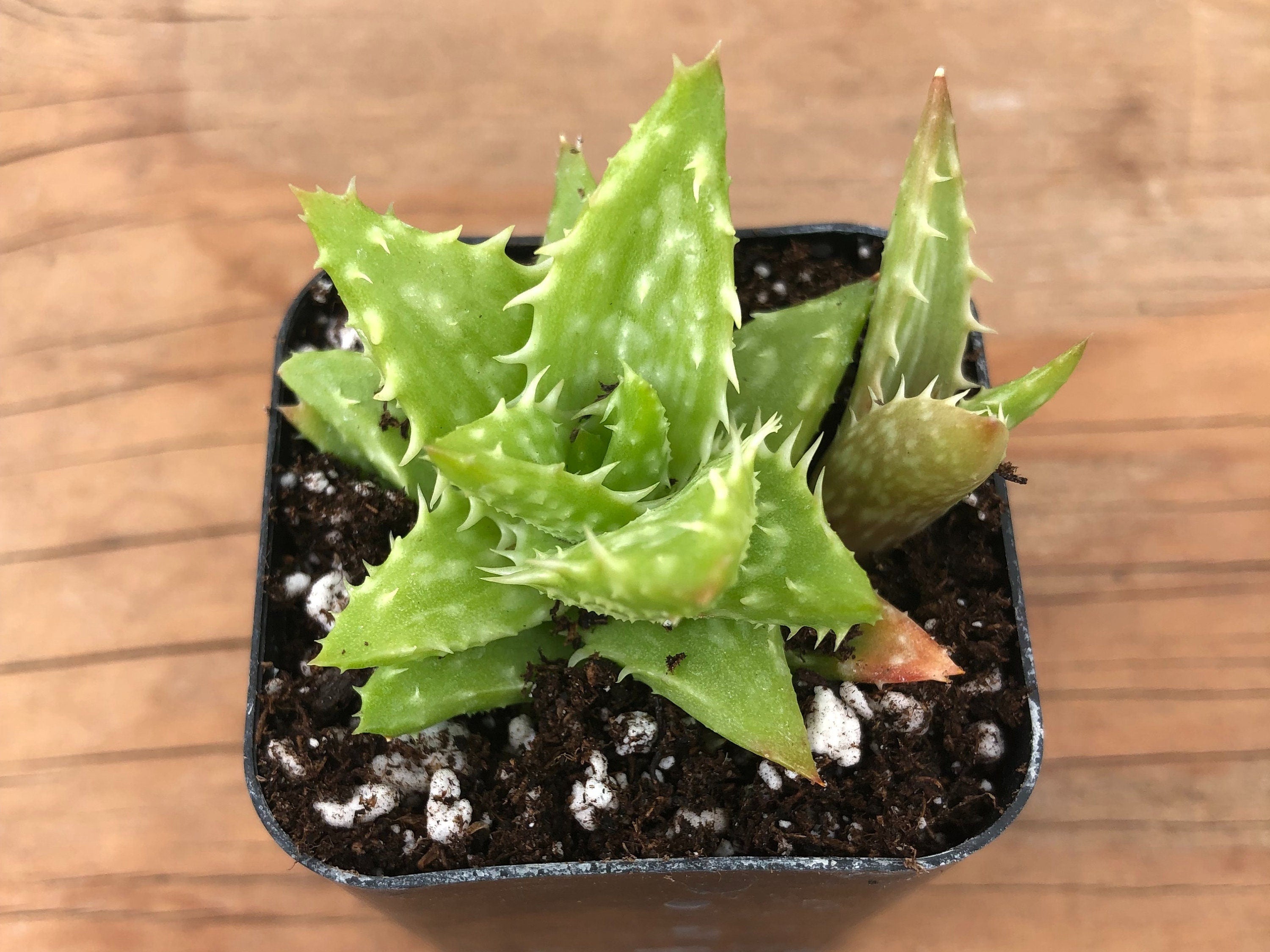 Tiger Tooth Aloe | Aloe Juvenna