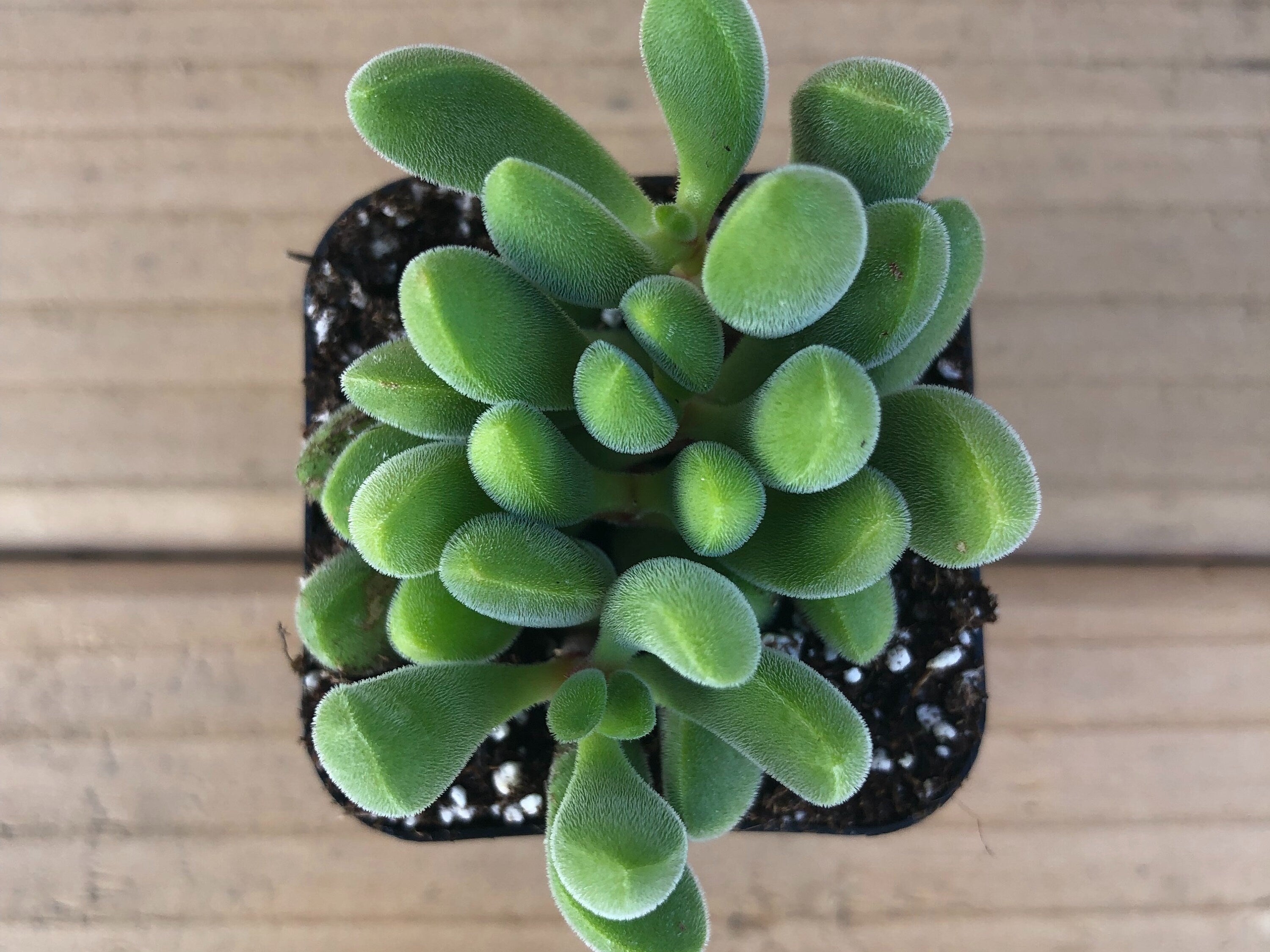 Crassula Rogersii | Schönland