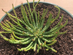 Medusa Head | Euphorbia Flanaganii