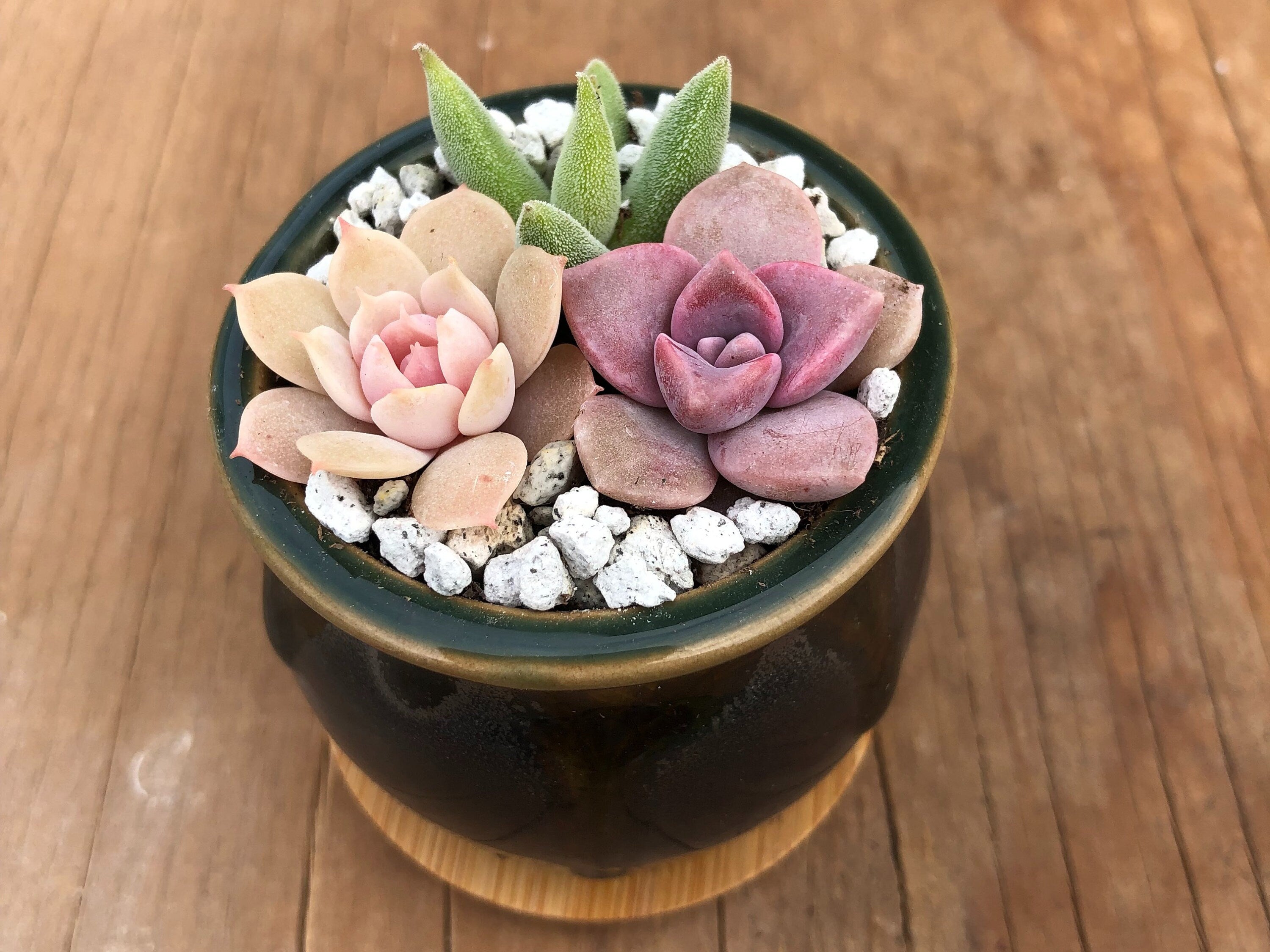 Three Tiny Succulent Arrangements