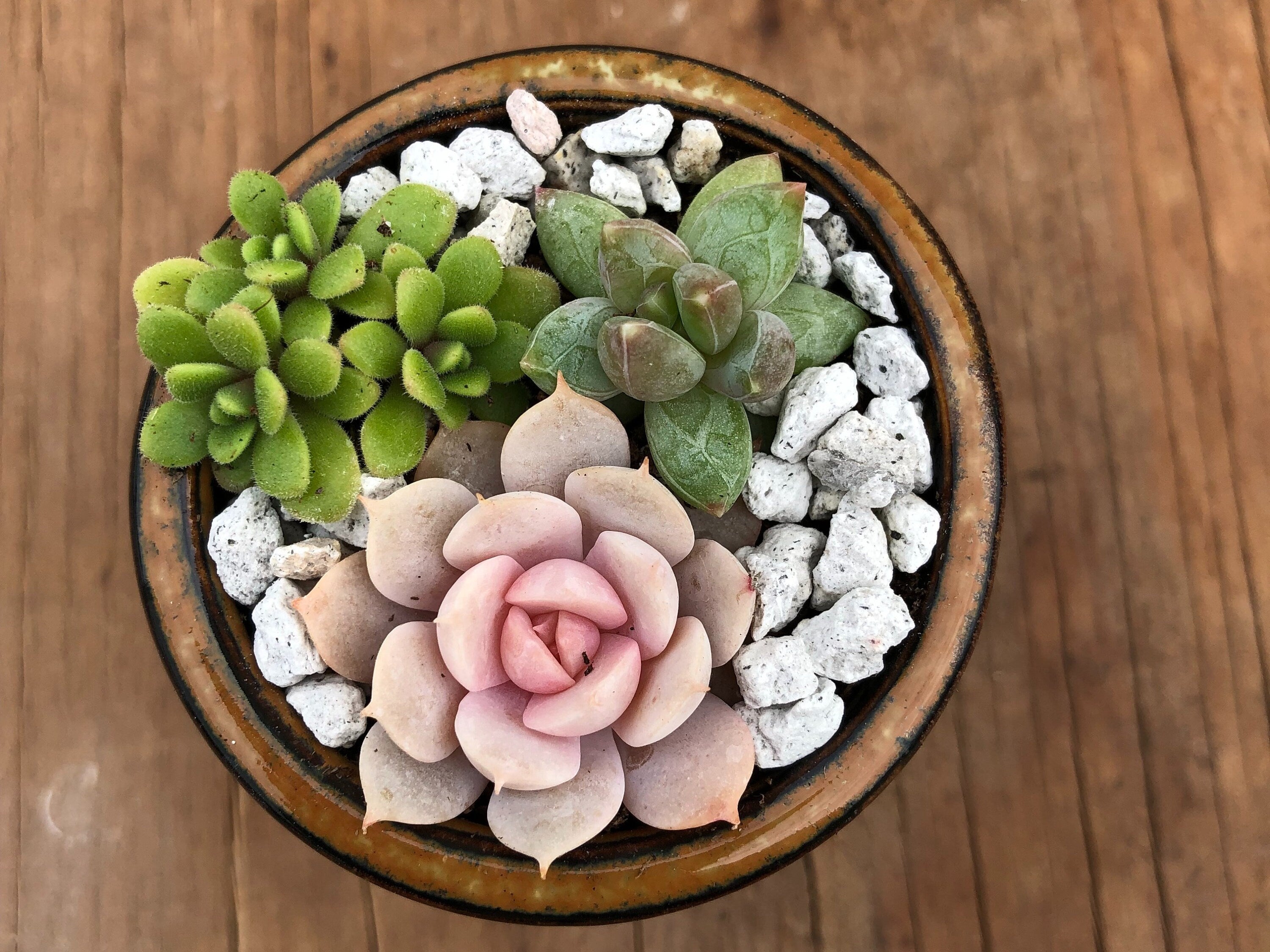 Three Tiny Succulent Arrangements