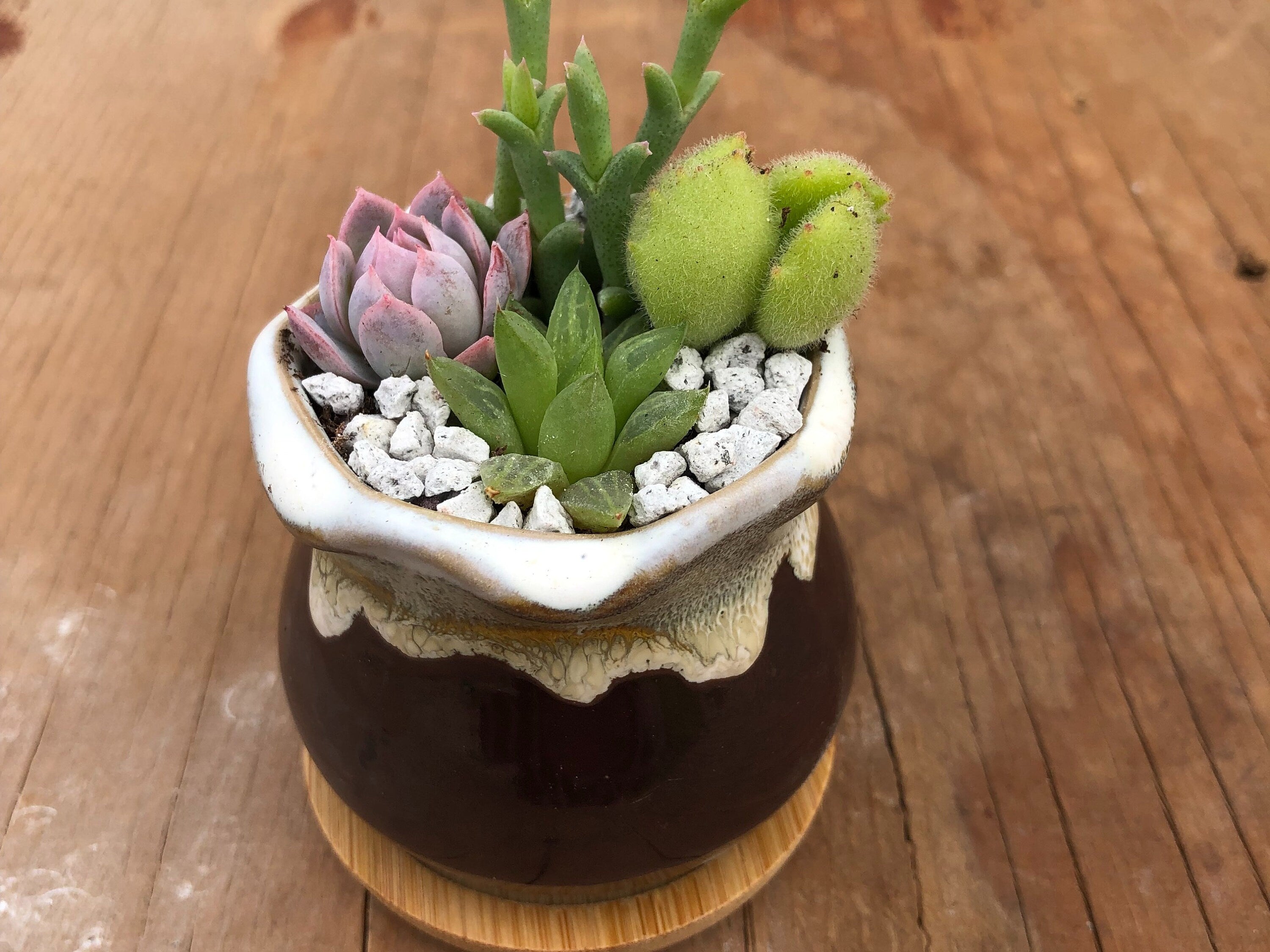 Three Tiny Succulent Arrangements